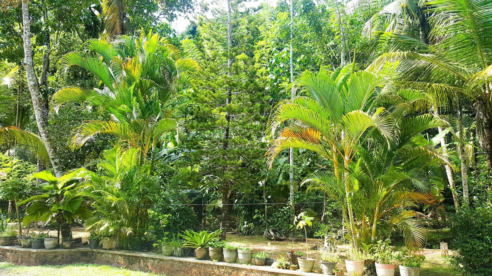 Banksia Homestay Unawatuna